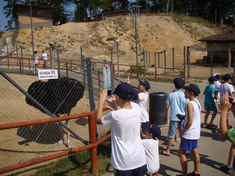 "BRASOV JUNIORS CUP-2015" (2005)